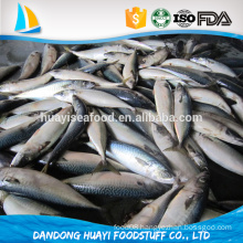HACCP,ISO, FDA Certification and Body,Fillet,Whole Part frozen pacific mackerel fish